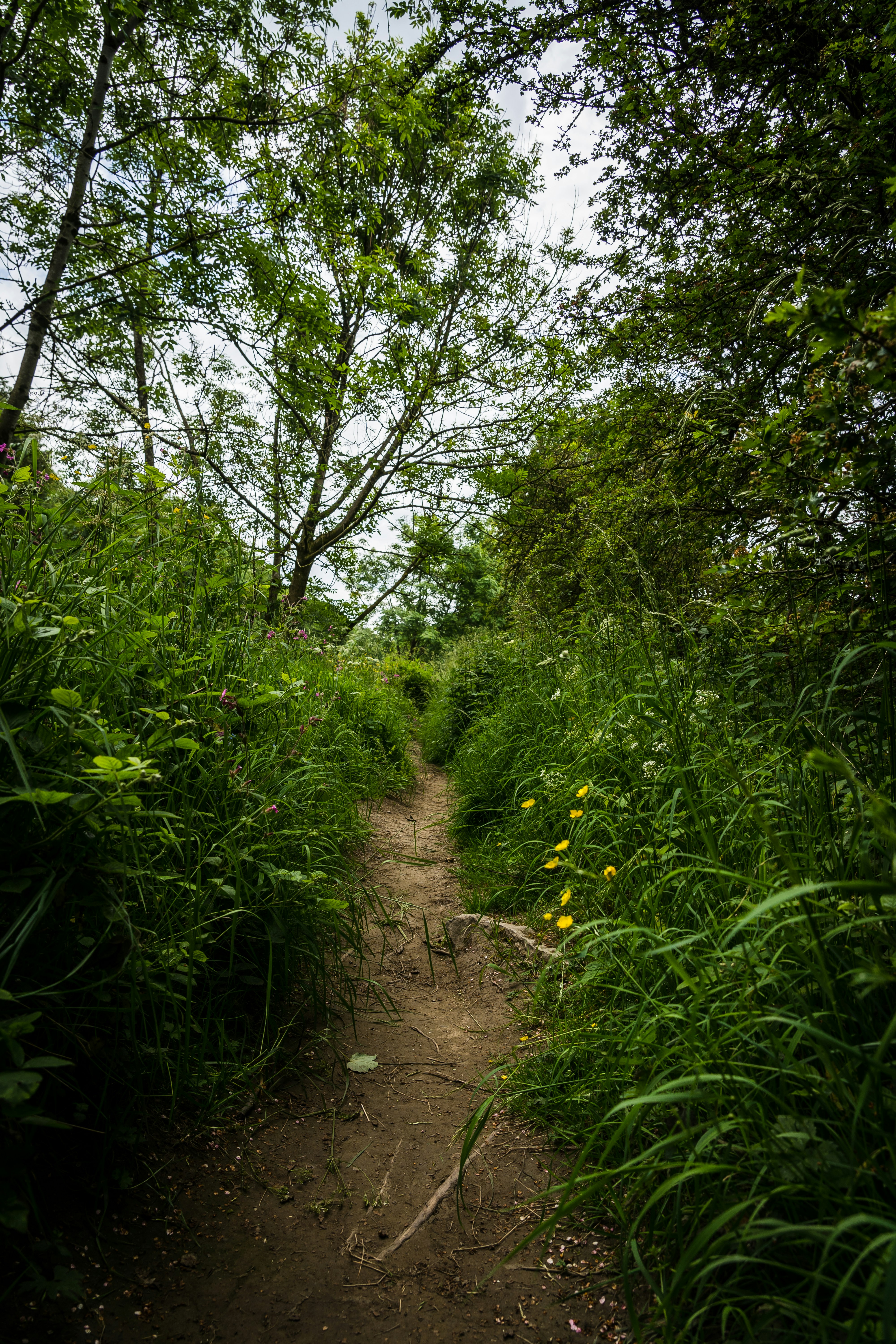 green trees and plants during daytime